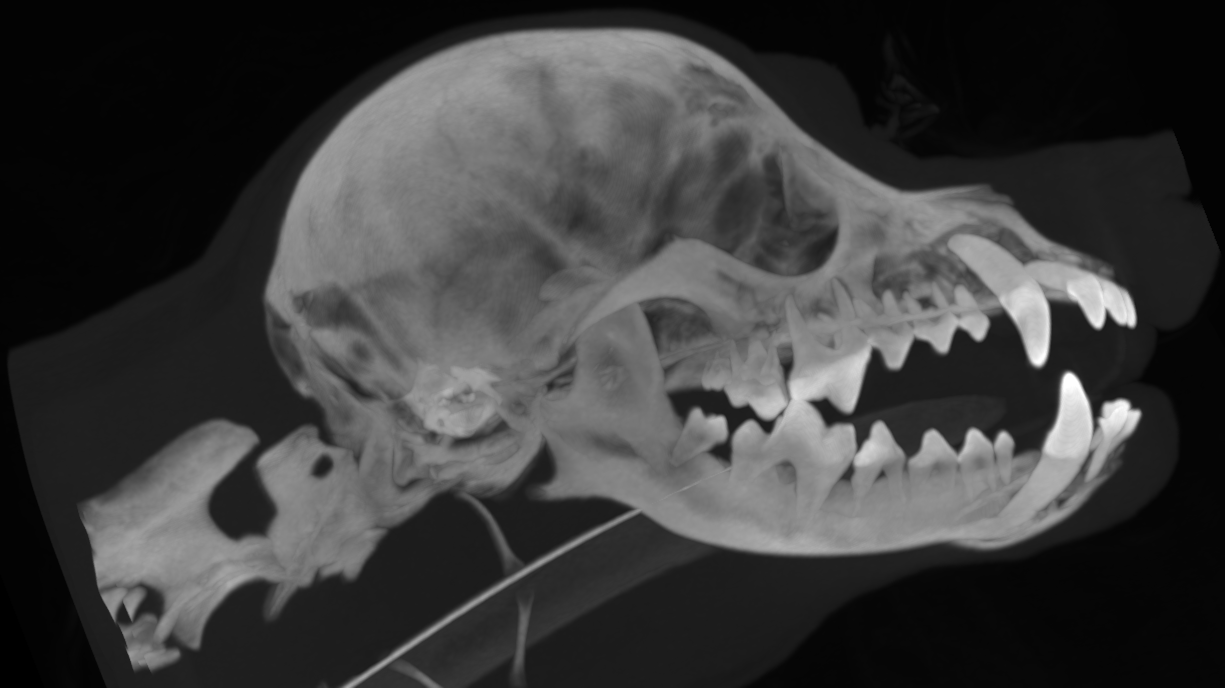 Dog CT of skull and teeth